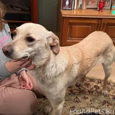 Курск. Потерялся пес Беляш, ка...