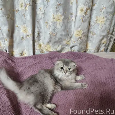 Пропала кошка шотландская висл...