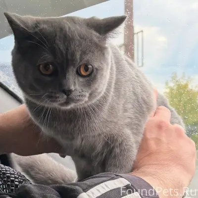 Пропал кот, район Минеево , во...