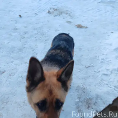 Срочно нужно забрать собаку, в...