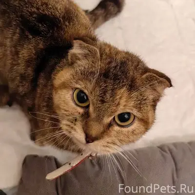 #найденыши_кошки_пв Мо, Ногинс...