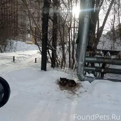 Может кто потерял собаку? Видн...