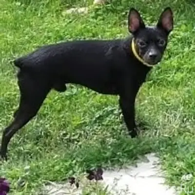 Пропала собака! Русский той-те...