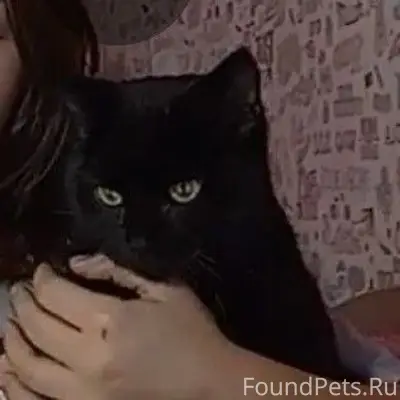 Пропал кот. 6 мес. В д...