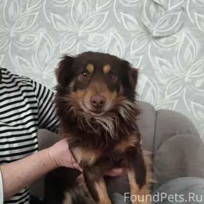 Вчера, 11.02.2025 возле Вороши...