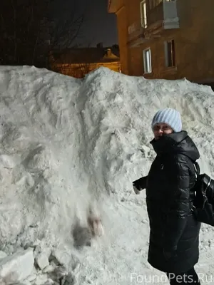 Найдите собаку)))