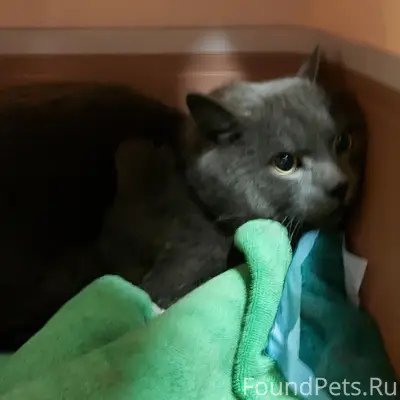 Найден молодой кот в районе ул...