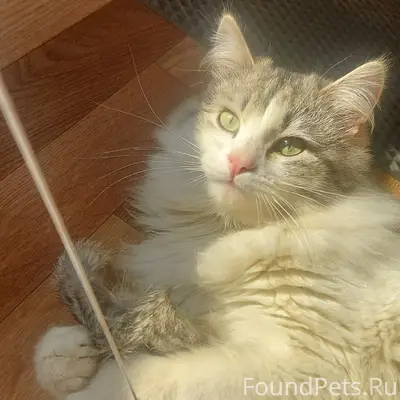 Пропал кот Лунтик.89659207831.