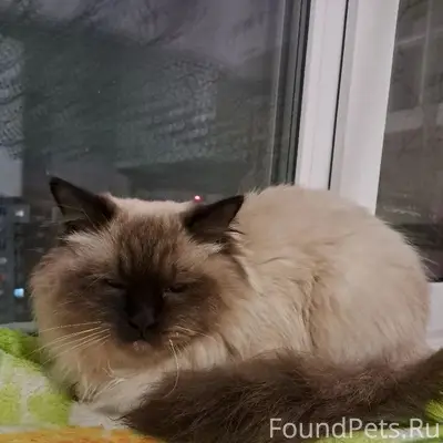 Найдена кошка, в районе ул. Су...