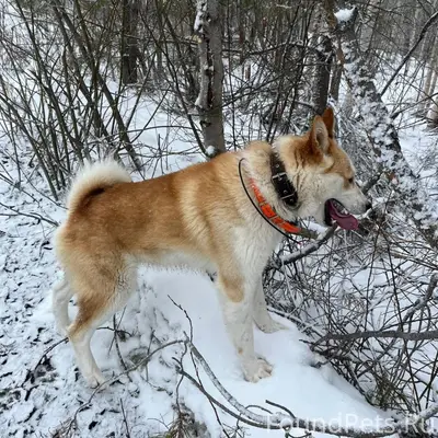 Друзья! Нужна ваша помощь 11.0...