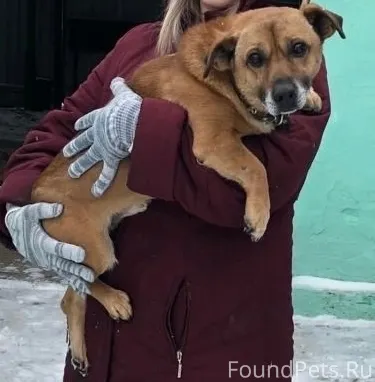 ПРОПАЛА СОБАКА🆘 Отзывается на ...