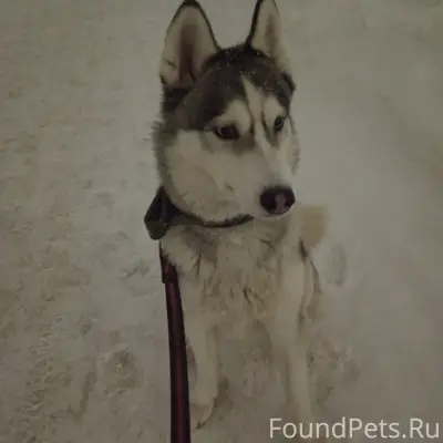 🆘НАЙДЕНА СОБАКА, ПОРОДЫ ХАСКИ....