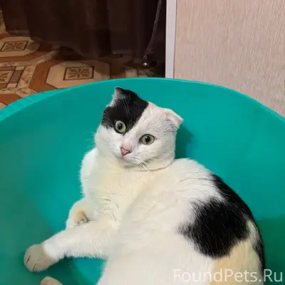 ПРОПАЛ ВИСЛОУХИЙ КОТ! ПОМОГИТЕ...