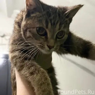 Здравствуйте Найдена домашняя ...