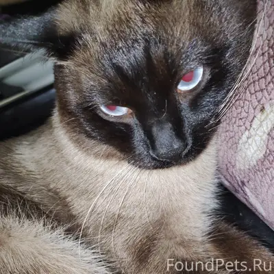 Пропал сиамский кот откликаетс...