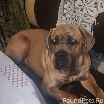 Пропала собака, Кане корсо, де...