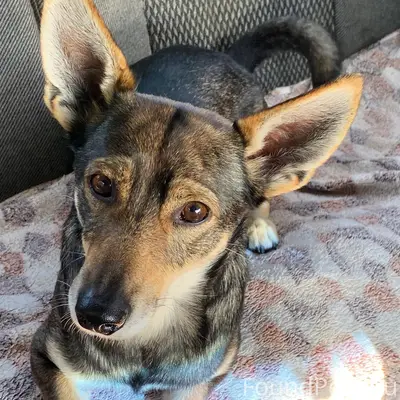 Пропала собака, убежал из дома...