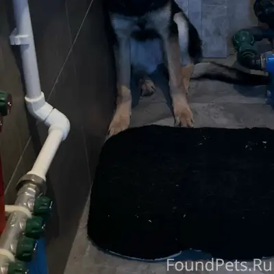 #Бакеево, найдена собака/ найд...