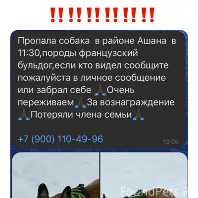 ‼️‼️‼️‼️‼️ Пропала собака в ра...