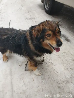 СРОЧНО ИЩУ ХОЗЯЕВ!! Барановичи...