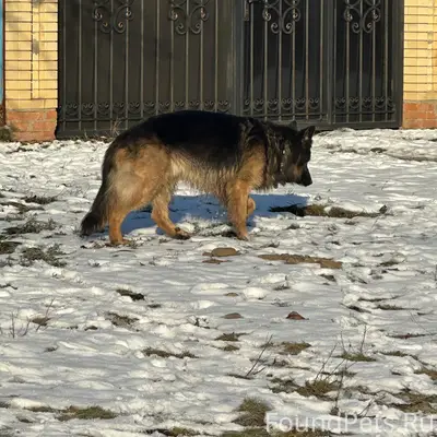 Чья овчарка сбежала? Молодой к...