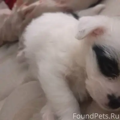 Пропала собака вчера в село Св...