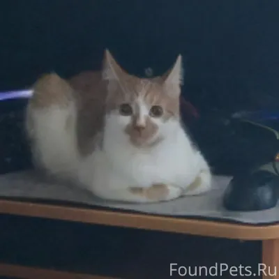 ПРОПАЛА КОШКА Сегодня, 12 февр...