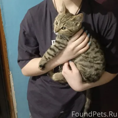 #Калуга Найден котёнок в район...