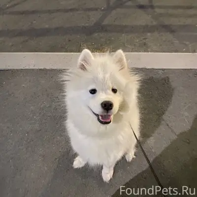 Пропала собака, 12.02 в районе...