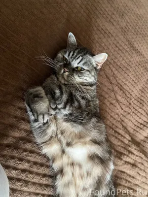Пропала кошка ❗️ в ночь 12...