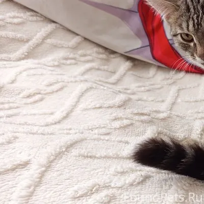 Найдена кошка, по улице Бороди...