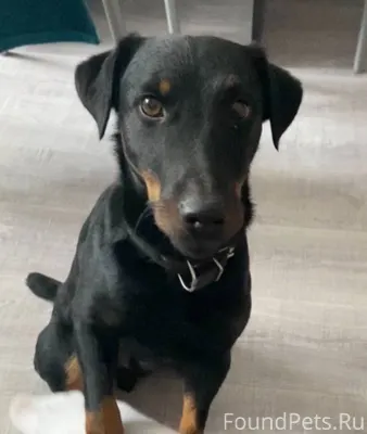 Может кто-то видел собаку? Воз...