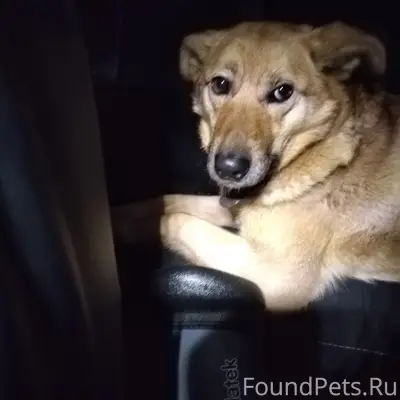 ‼️КОСТРОМА ‼️НАЙДЕНА СОБАКА 🆘🆘...