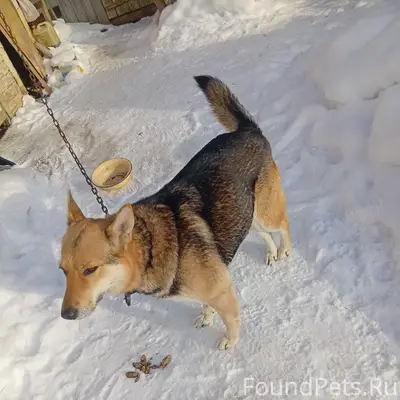 Найдена собака, кобель, между ...