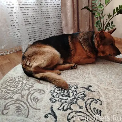 Здравствуйте,найдена собака ок...