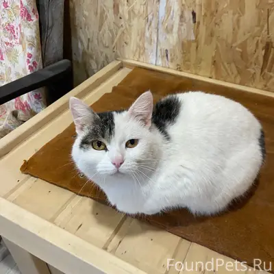 Найдена очень ласковая и очень...