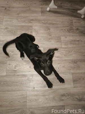 Знакомьтесь, БЛЭК 🐕🖤 Мальчик п...