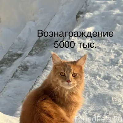 Пропал кот в районе риги! +795...