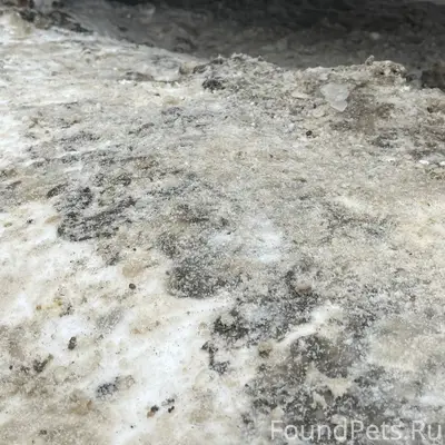 Кто потерял собаку , с ошейник...