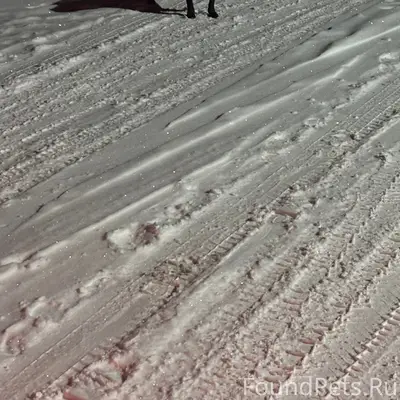 Черный гладошерстный пес бегае...