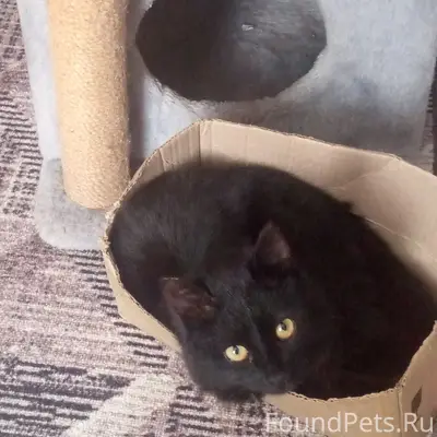 Пропал чёрный кот с зелёным ош...