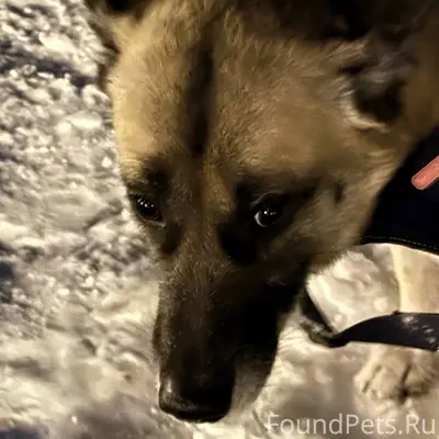 Чья собака лежит в снегу, видн...