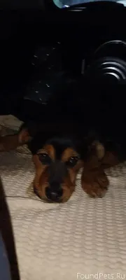 Найдена собака,на обочине.не д...