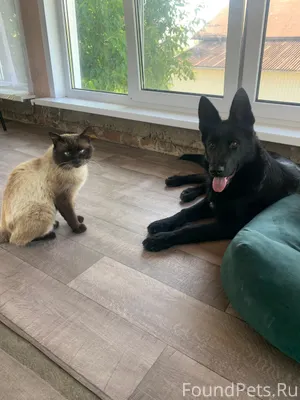 Пропал член семьи кот, зовут Б...