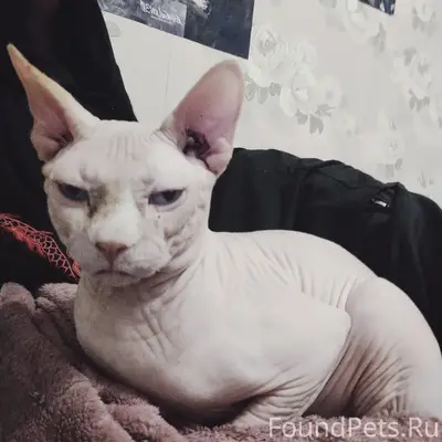 !ПРОПАЛ КОТ! По улице Троицкой...