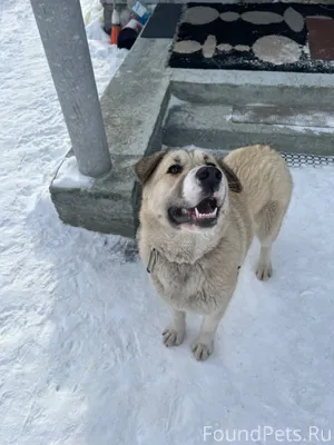 Найдена собака, окрас палевый ...
