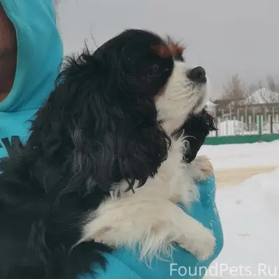 СОС!!! Липецк, и область! У ко...