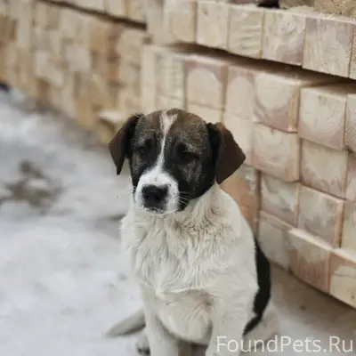 Борисов -Печи,пропал щенок,с п...