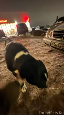 Бегает собака, видно что недав...