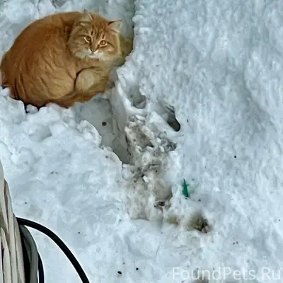 Помогаю информационно Найден п...